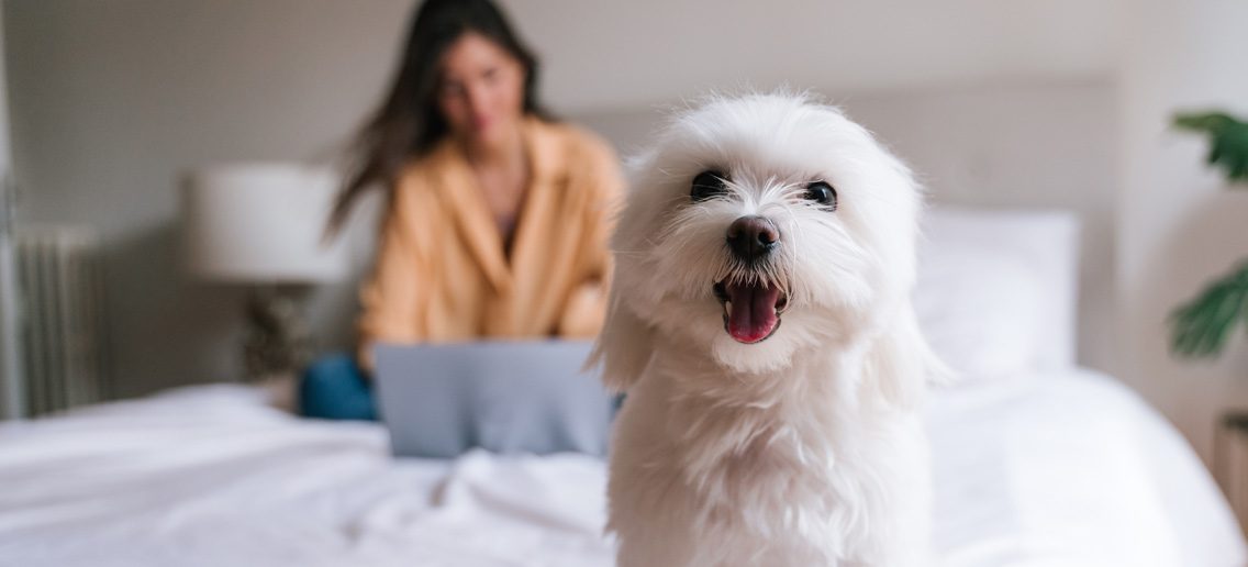 Let NuKey Realty help find you a pet friendly apartment in Spokane